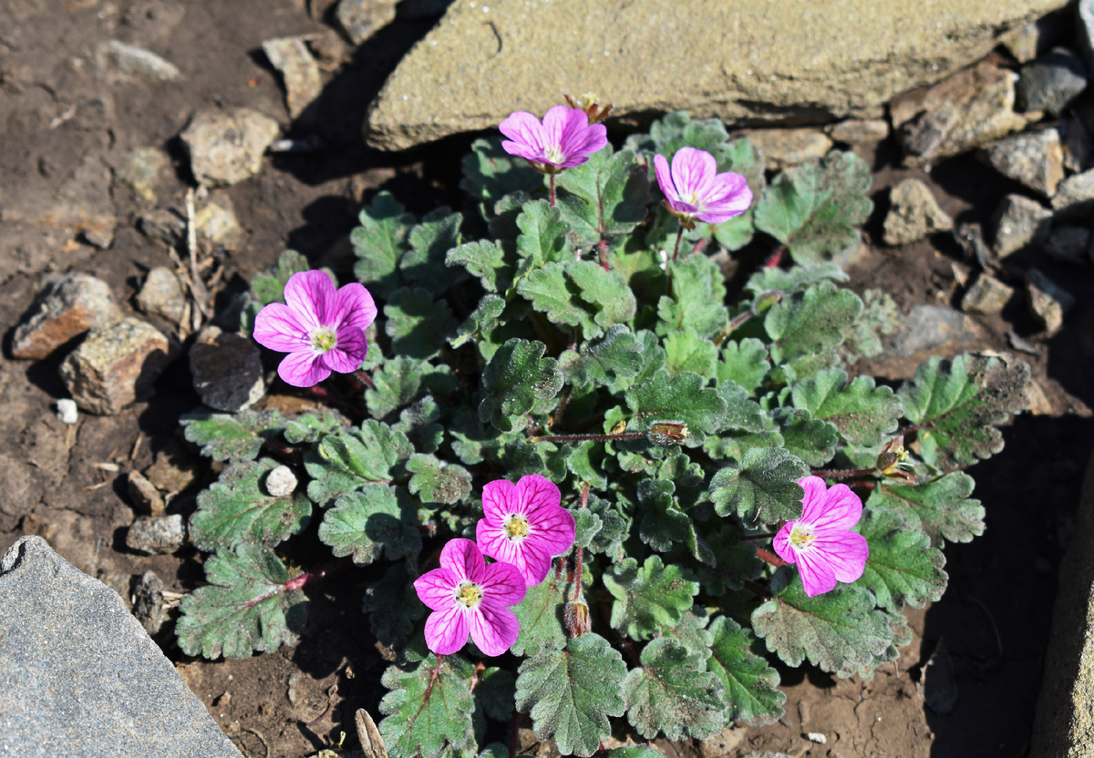 Мой первый аистник