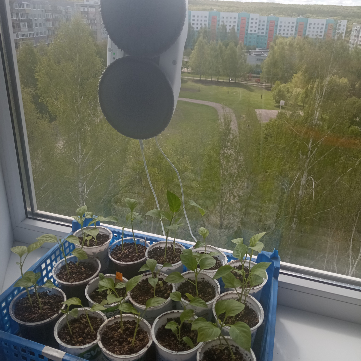 На лоджии остался только перчик. Вроде прижился и расти начал. 