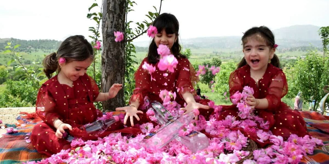 Голабгири – фестиваль дамасской розы в Иране