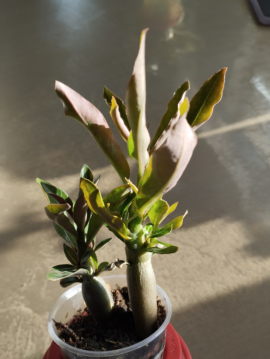 Сеянцам на фото полтора месяца.