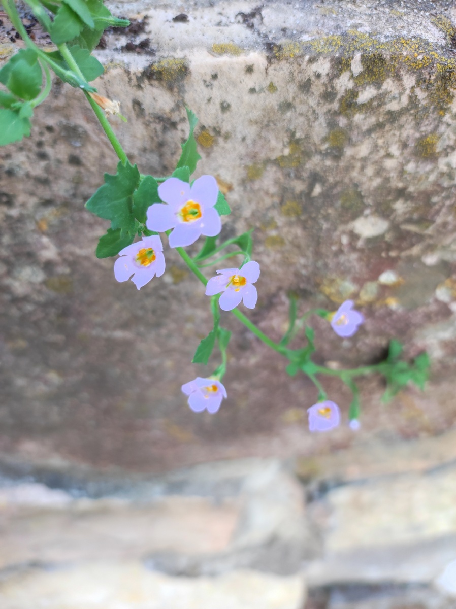 Бакопа "Голубой фонтан"