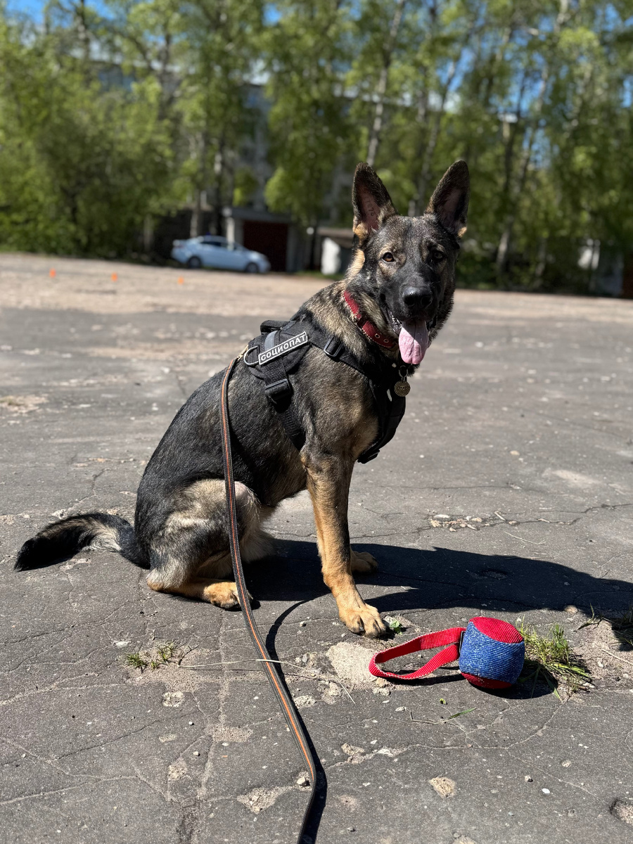 Ичи на тренировке