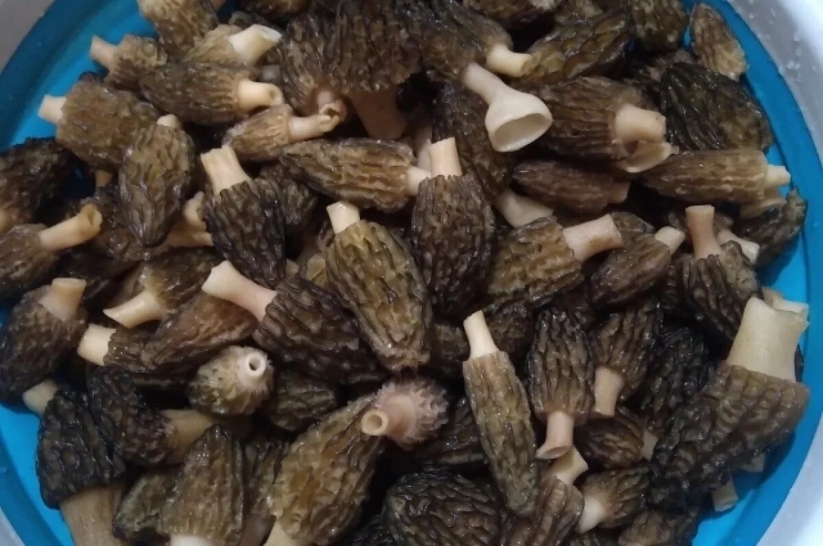    Три литра за полчаса: в лесах под Тверью уже много грибов