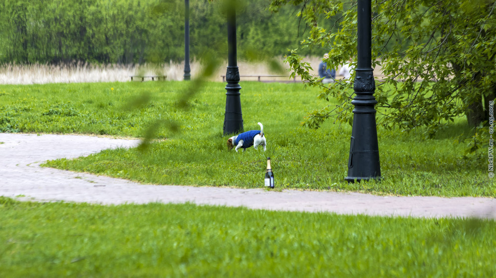 2. Пёс на газоне... © NickFW.ru — 02.05.2025г.