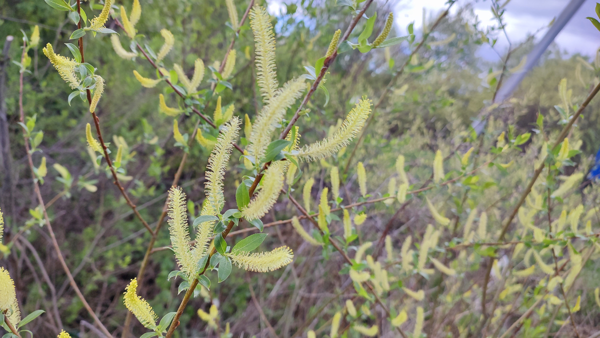 Вот так выглядит кустарник