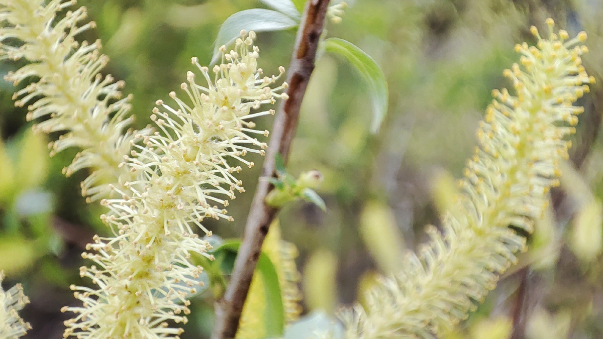 А это фото в режиме макро