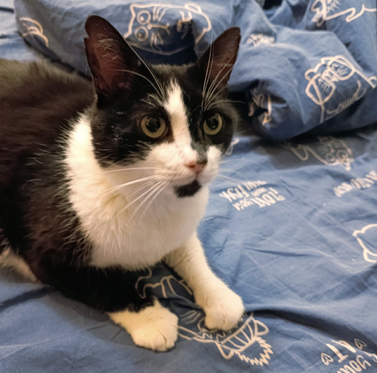 А Геральт не решатель, у него лапки