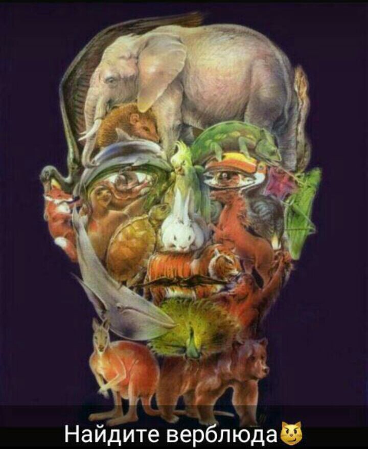 Да, найдите верблюда!