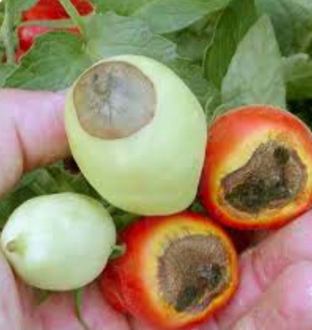 Вершинная гниль