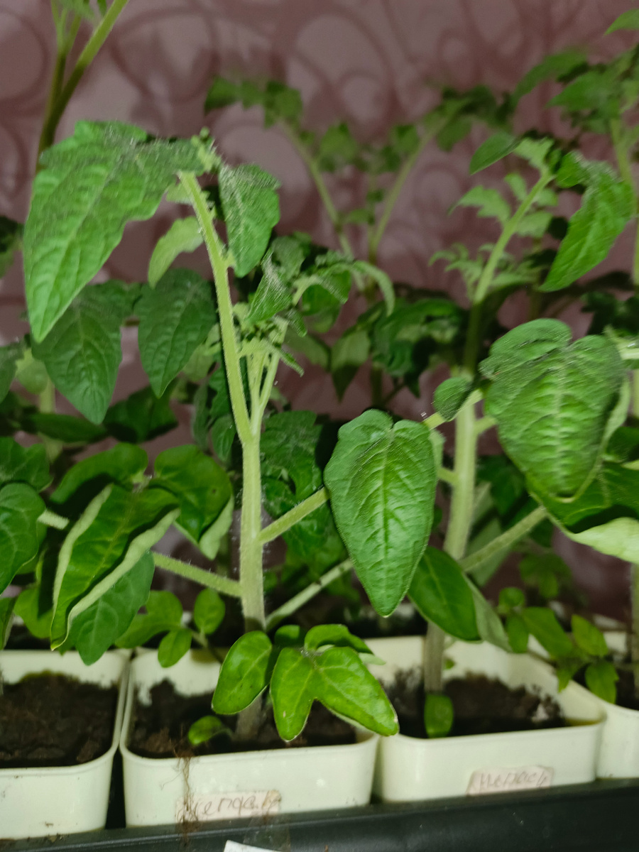 Хотите такую коренастую и компактную рассаду томатов? Тогда начинайте подкармливать с 1 мая каждые 5-7 дней по схеме 😉