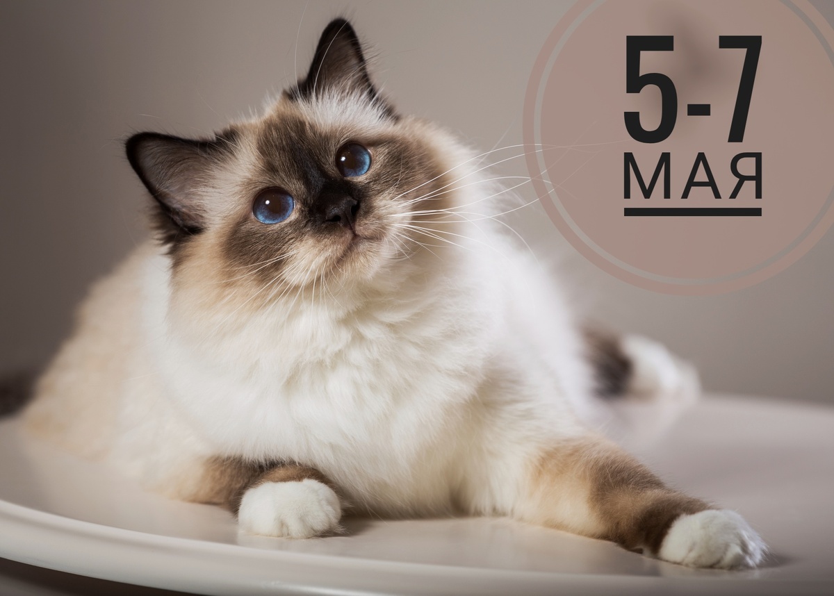 Нумерологический гороскоп на неделю: все любят котиков)