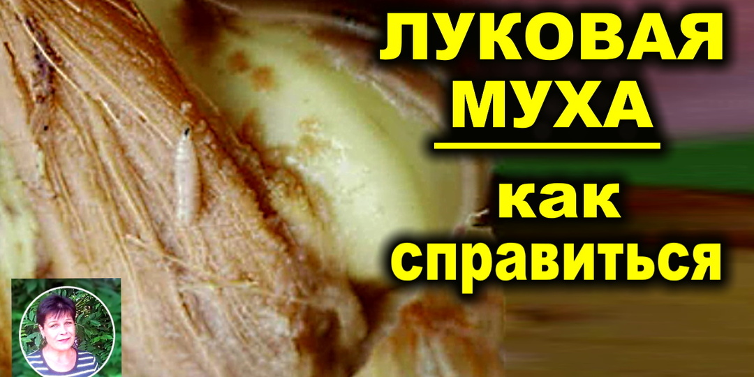 ЛУКОВАЯ МУХА Признаки поражения Методы борьбы