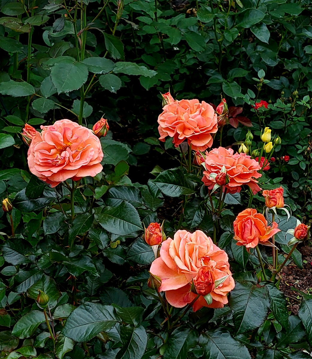 Таттон. Флорибунда