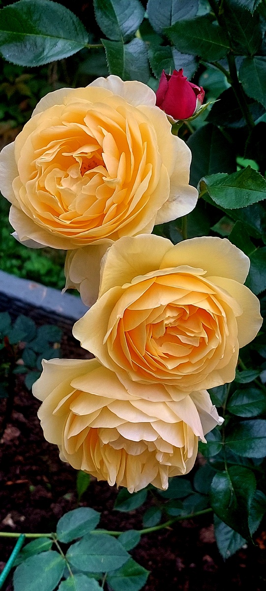 Грэм Томас. "Остинка".