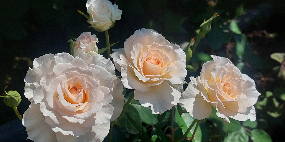 "Розовые бусы". Вопросы-ответы про розы. 5 мая 2025 года