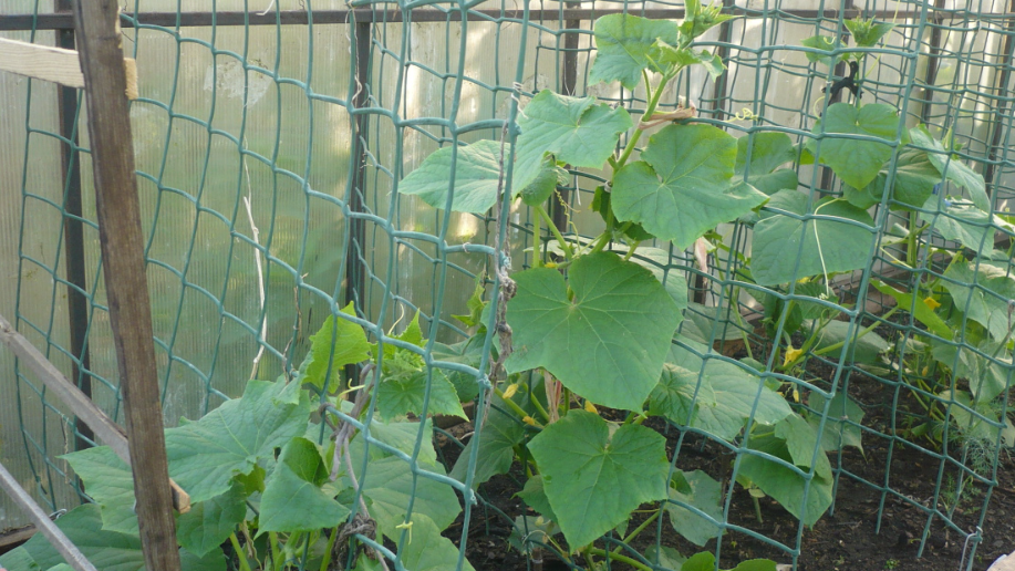 Три растения дают по ведру огурцов раз в 5 дней. Сорт Герман F1.