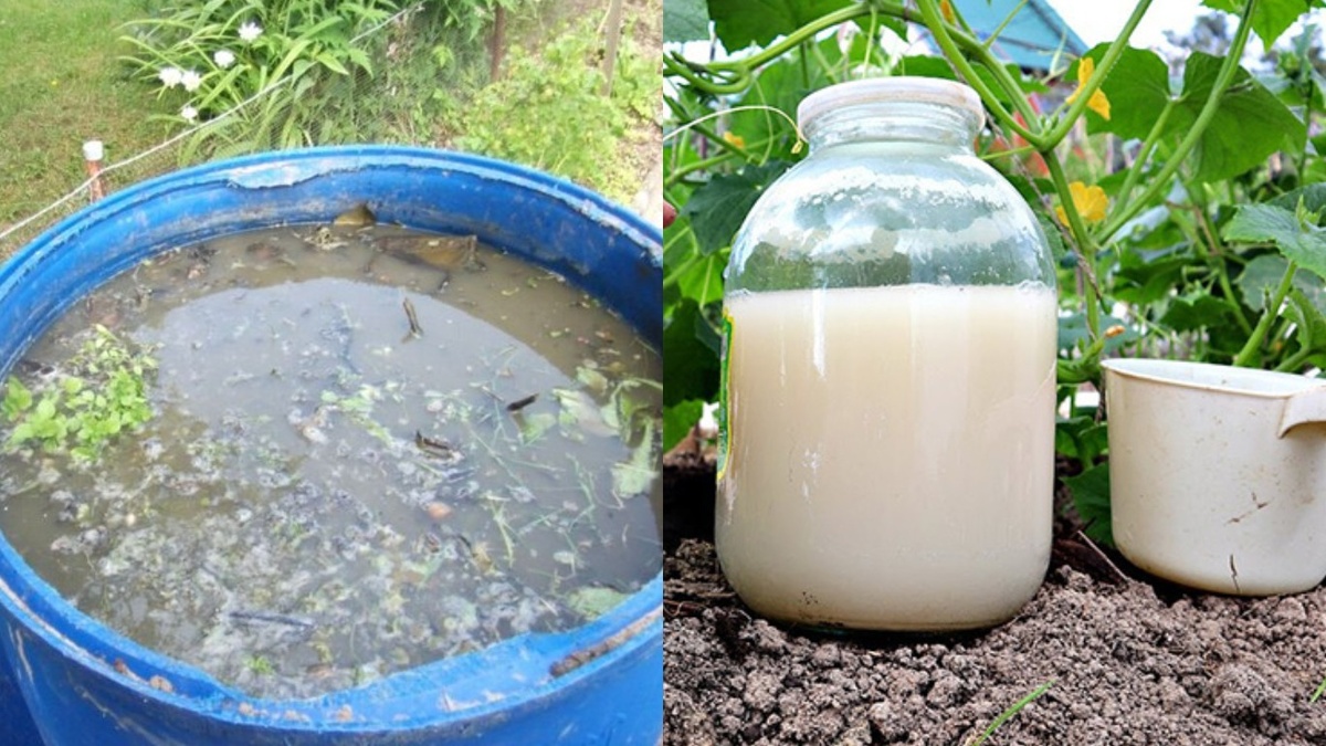  Слева настой из травы, справа - из дрожжей. Концентрацию соблюдаю строго по рецепту.