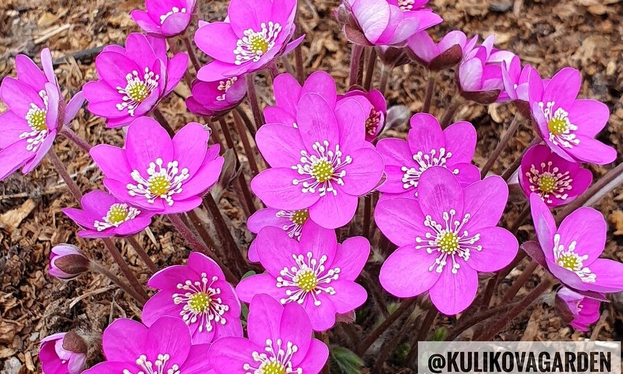 Одиннадцать проверенных коллекционеров-продавцов ботанических редкостей