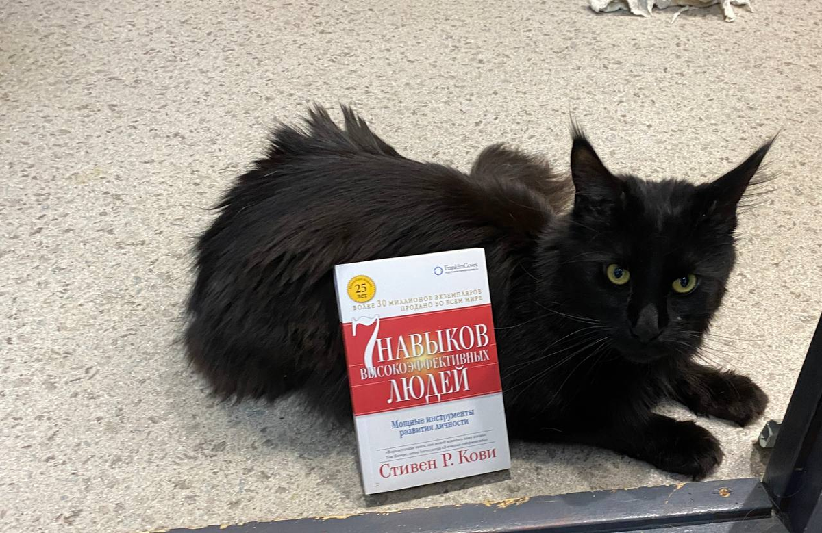 Кот преисполнился с книгой 7 навыков высокоэффективных людей
