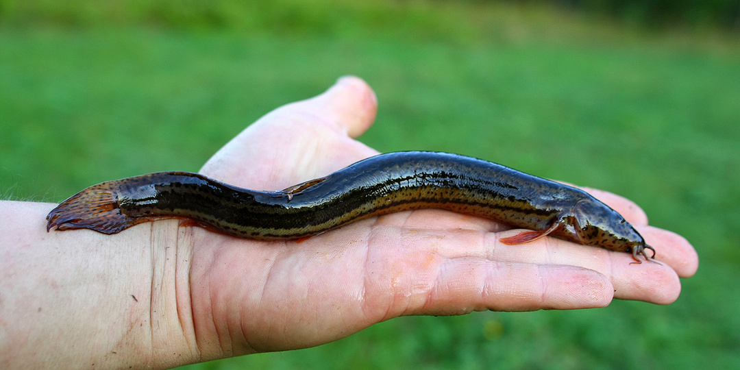 Эту рыбу мы скоро не увидим...Рыба Вьюн