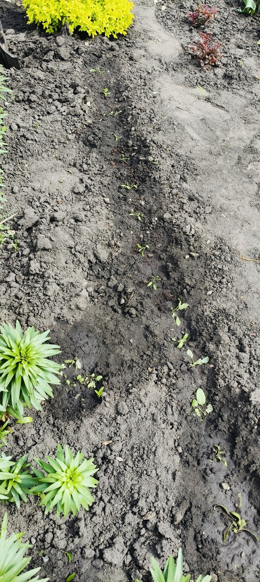 Рассада шалфея. Вид ужасный, ещё и дождик небольшой её поприбивал. Но она пока живая. 