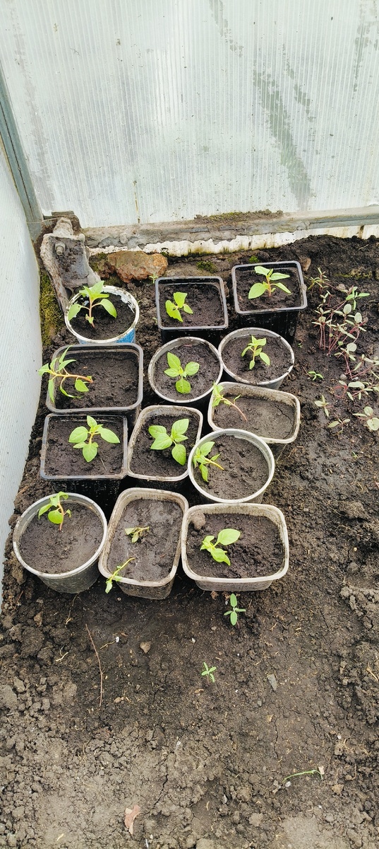 Рассада целозии перистой. 