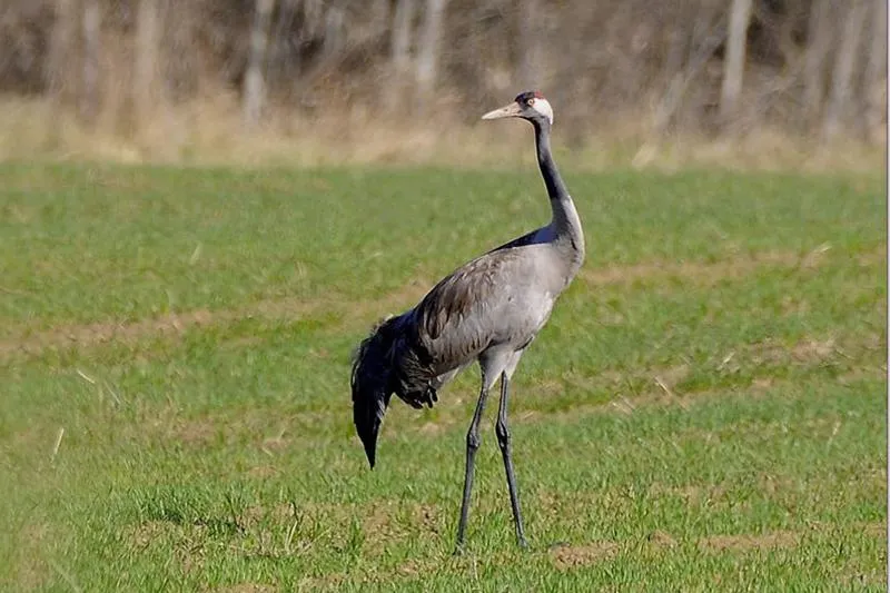 Серый жцравль. Яндекс картинка