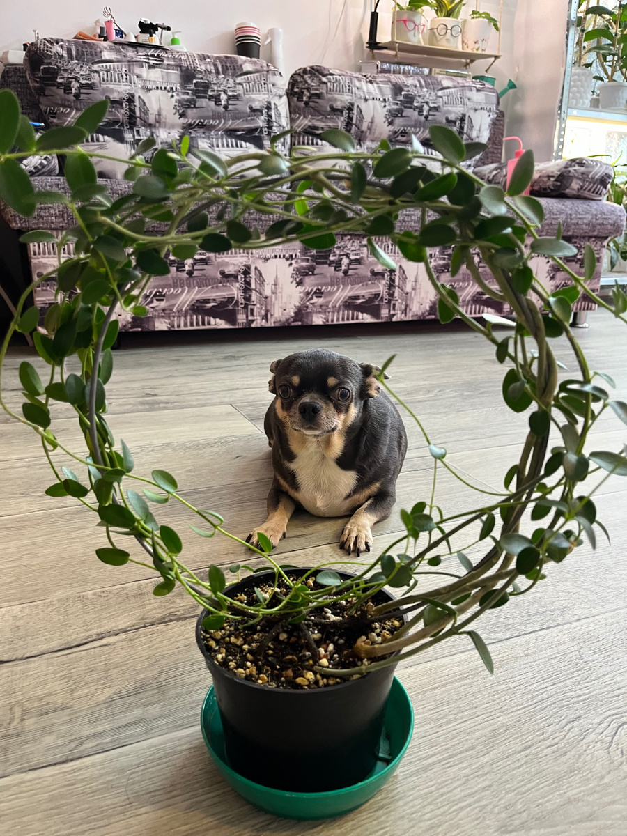 Кумингиана