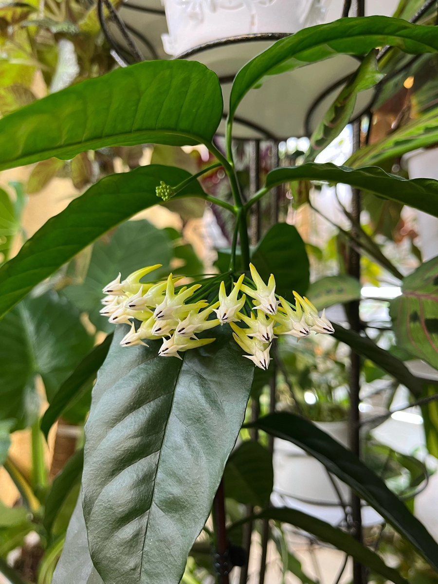 Мультифлора