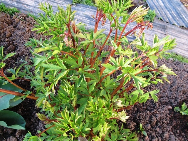 дицентра 03 мая 2025 г, фото автора