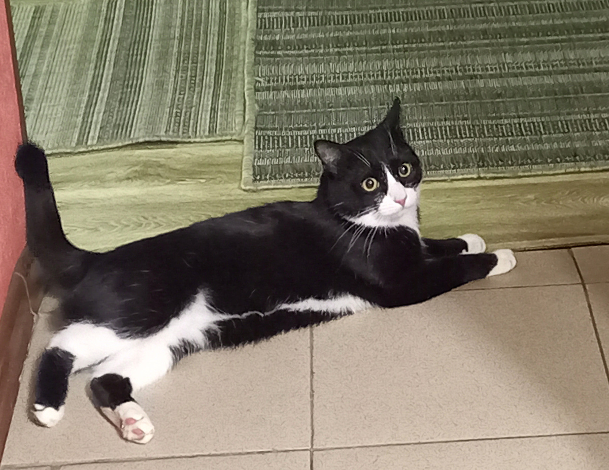 Очень домашний котик