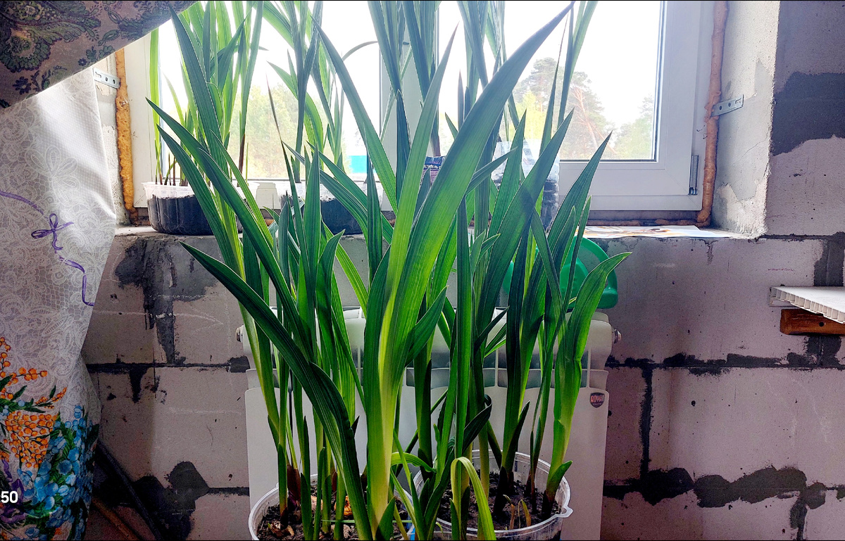 Вот такой лес вырос с апреля 