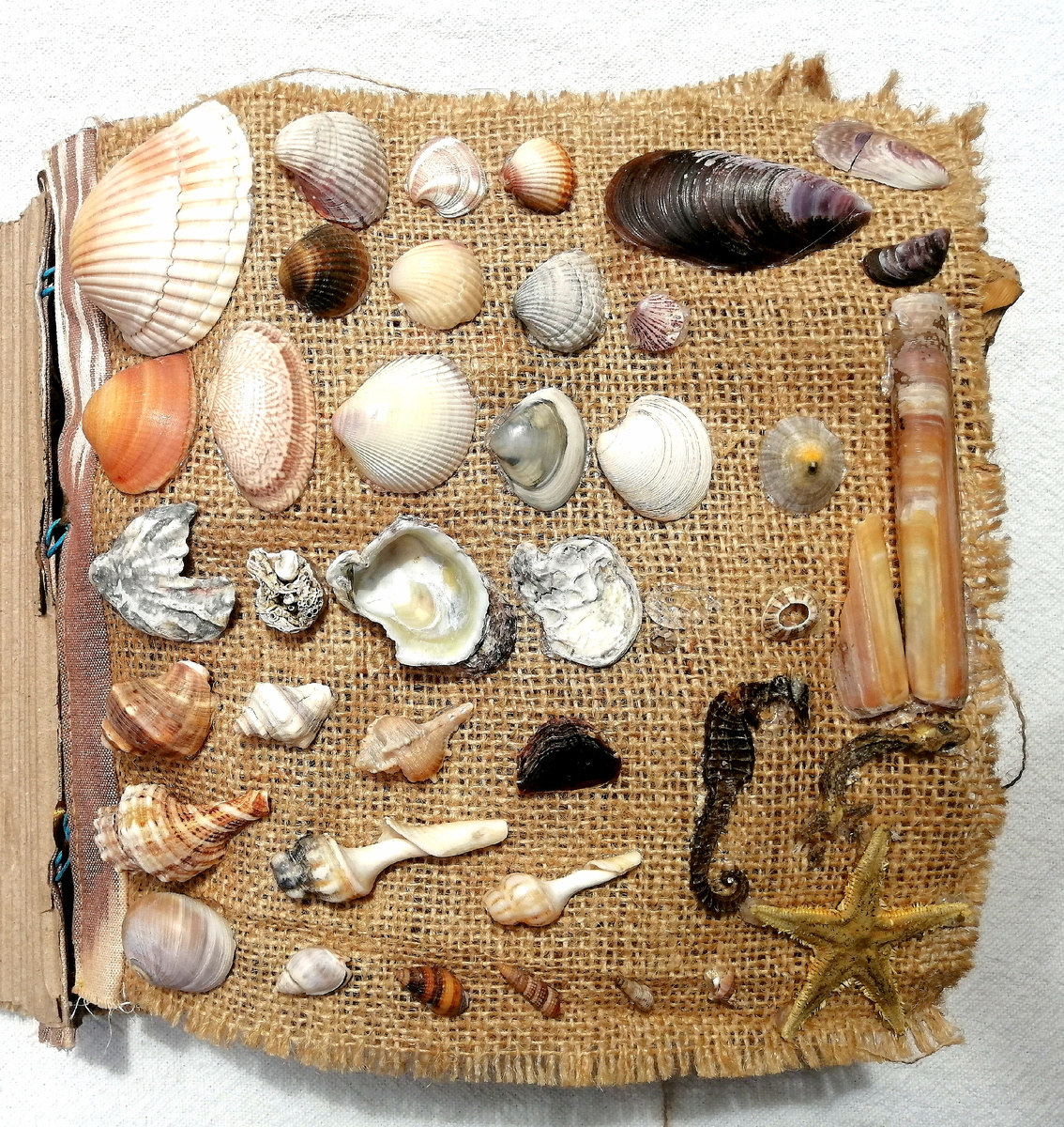 Это все виды ракушек и не только, которые мне удалось насобирать на побережье Средиземного моря. И даже один высушеный морской конек найден случайно! 