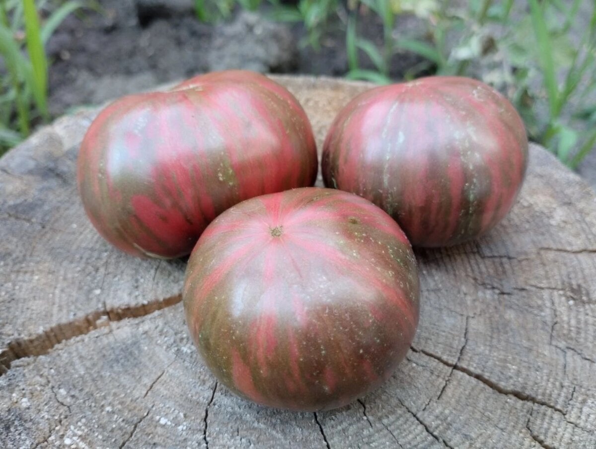 Плоды томата Гном Малиновая нерка