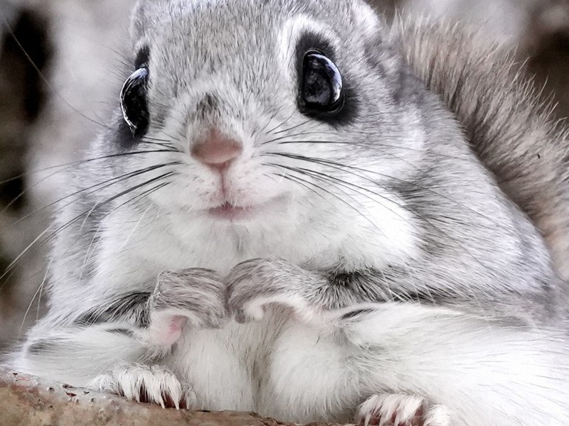    Инженеры собрали робота по принципу белки-летяги [ВИДЕО]