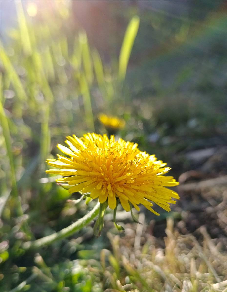 Маленькое солнышко 