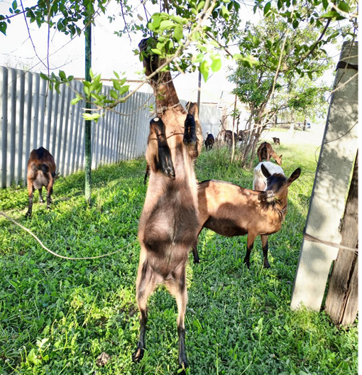 ЛПХ Грибенниковых. п. Приморск, Волгоградская обл.
