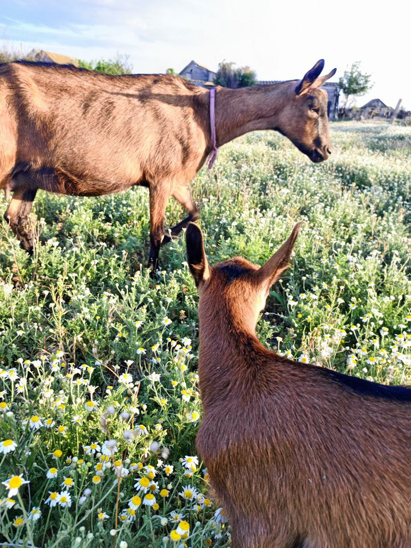 ЛПХ Грибенниковых. п. Приморск, Волгоградская область.