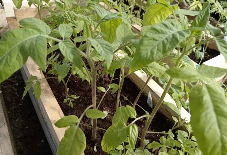 2 мл. на 10 л воды для рассады от подмерзания. Что делать с рассадой овощей и цветов при наступлении заморозков