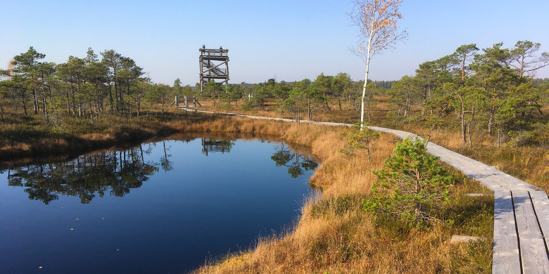 Кемерские болота в Латвии: царство птиц, легенд и древних топей