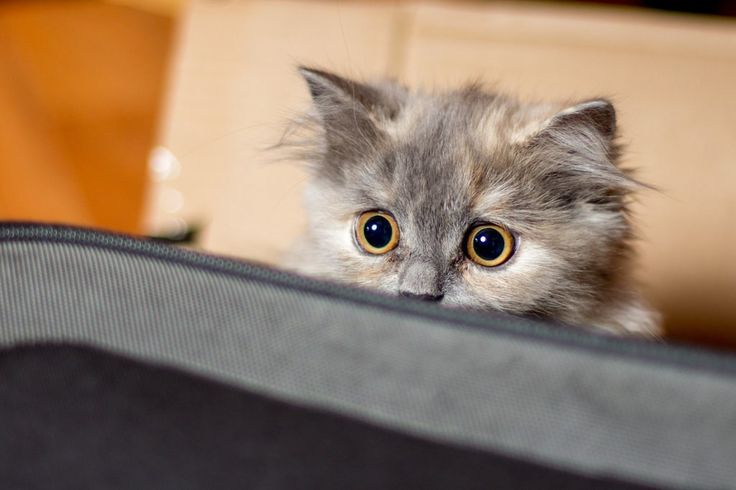 🙀Чего больше всего боятся кошки? Разбираем страхи пушистых тиранов!