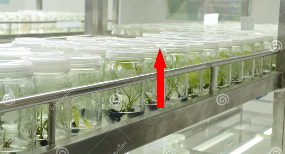 Фермы органов Китайские лаборатории выращивают тела без мозга и это только начало