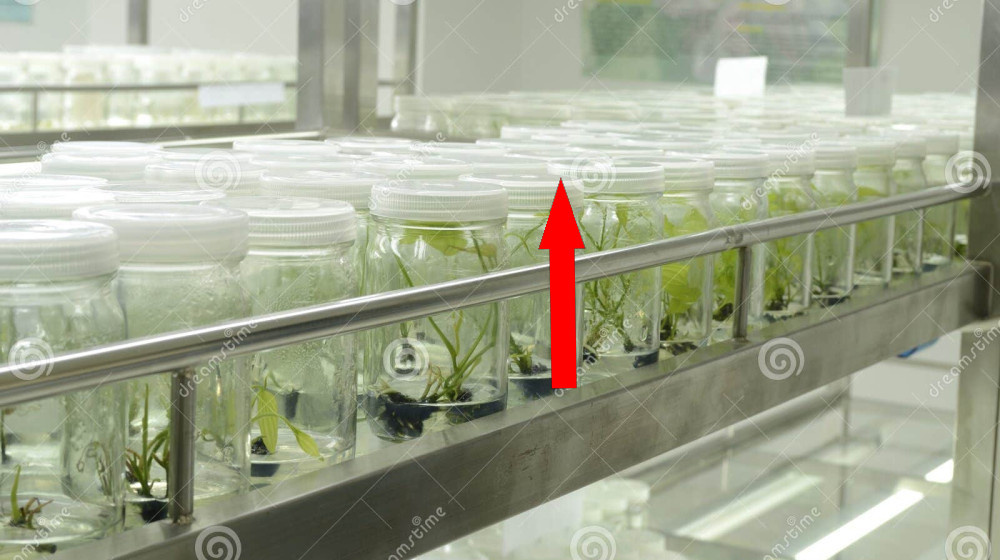    Фермы органов Китайские лаборатории выращивают тела без мозга и это только начало