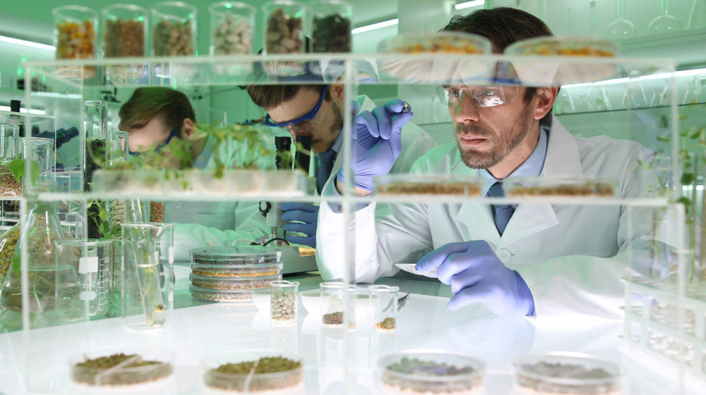    Фермы органов Китайские лаборатории выращивают тела без мозга и это только начало