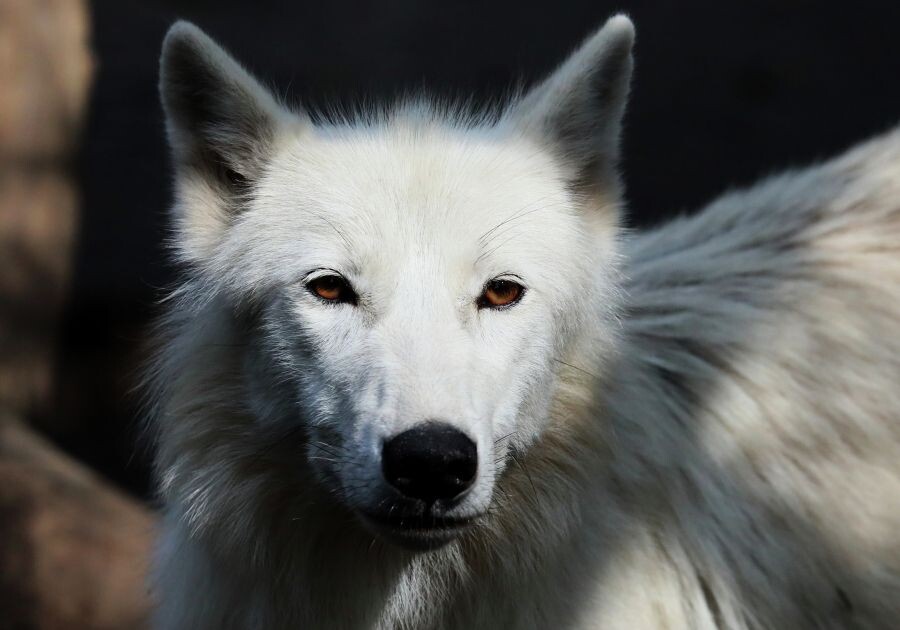     / Источник: © Илья Наймушин/РИА Новости