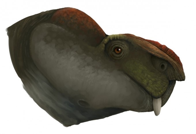 Портретная реконструкция каннемейерии.