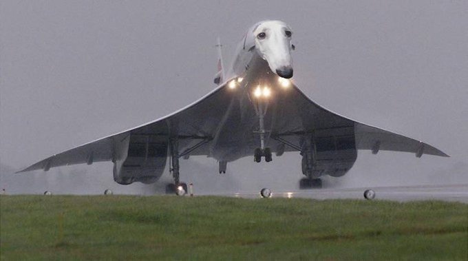 Ну допустим, гав. Из открытых источников.