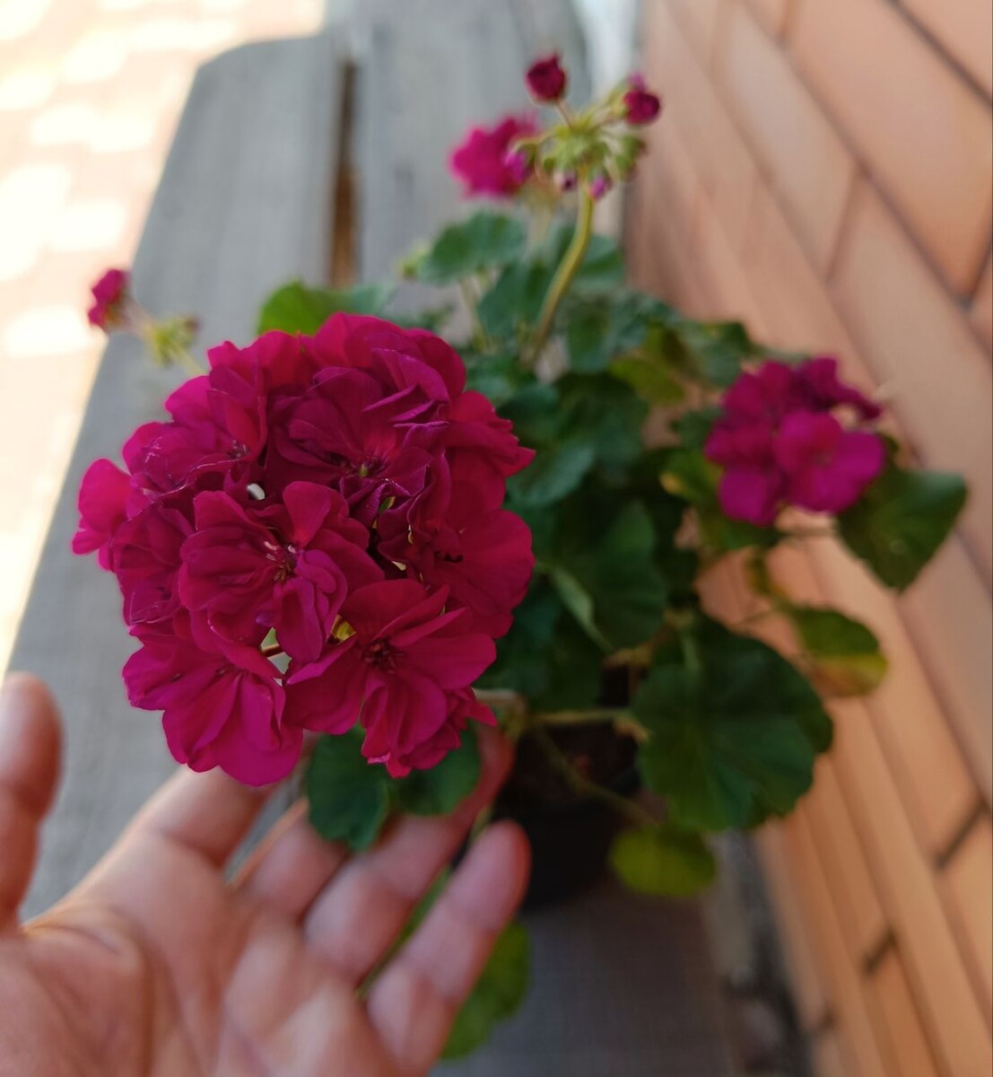 ИВ Неаполитанская Ночь 