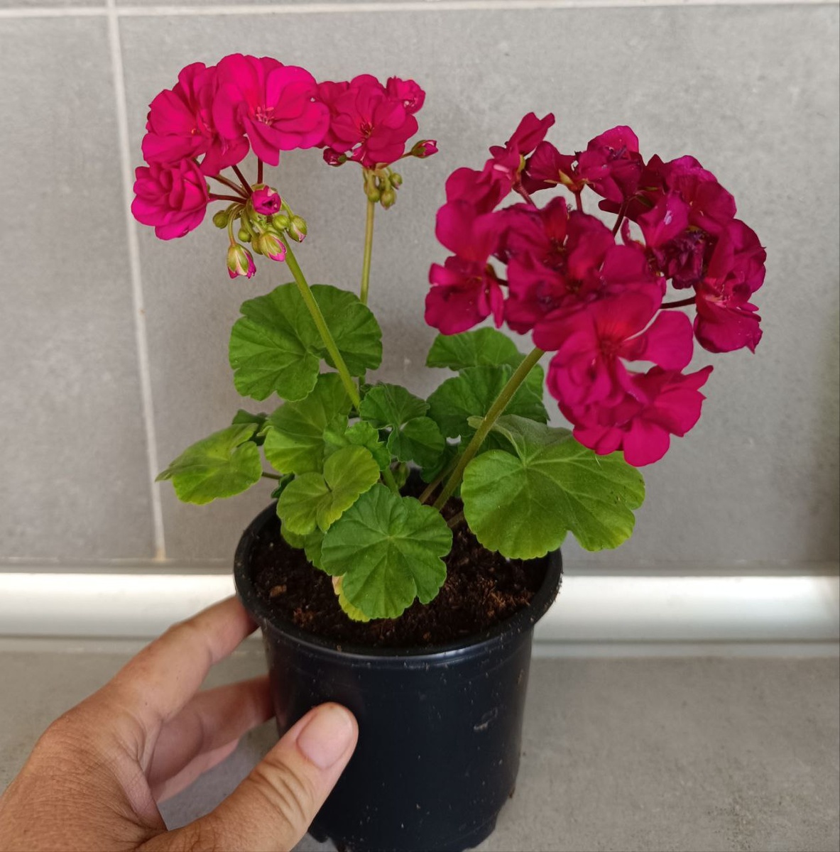 ИВ Неаполитанская Ночь 