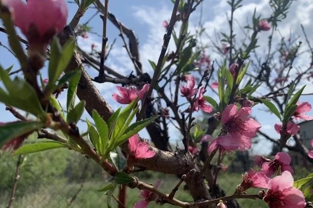    Какой мороз выдерживают цветы персика?